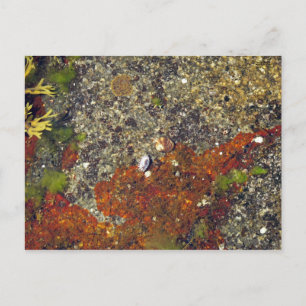 Postkarte "Acadian Tide Pool"