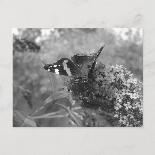 Postkarte - Admiral Butterfly in Schwarz & Weiß (Vorderseite)