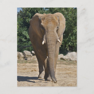 Postkarte Afrikanischer Elefant