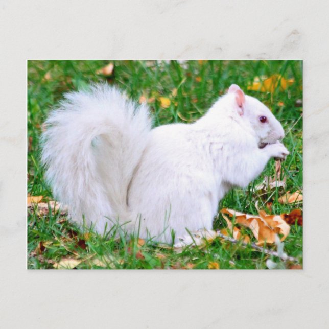 Postkarte - Albino-Eichhörnchen (Vorderseite)
