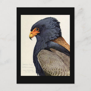 Postkarte-Alt Chicago Kunst-Abyssinische Vögel 18 Postkarte