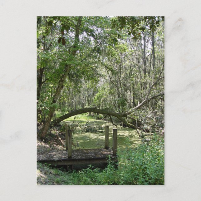 Postkarte - Altes Florida (Vorderseite)