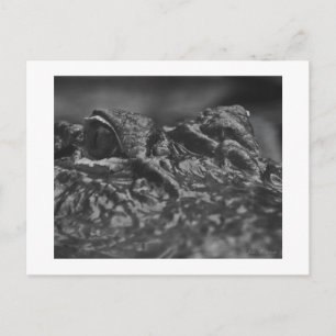 POSTKARTE amerikanischer Alligator - North