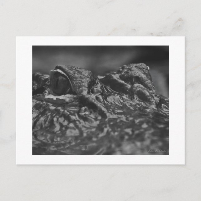 POSTKARTE amerikanischer Alligator - North (Vorderseite)