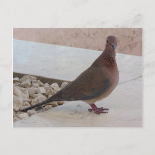 Postkarte, anpassen postkarte