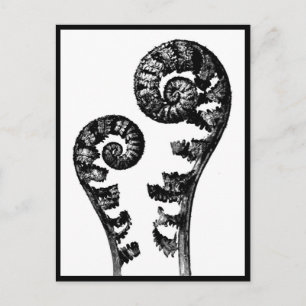 Postkarte-Antike Fotografie-Karl Blossfeldt 12 Postkarte