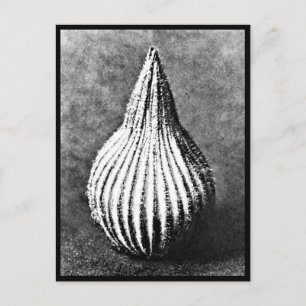 Postkarte-Antike Fotografie-Karl Blossfeldt 45 Postkarte