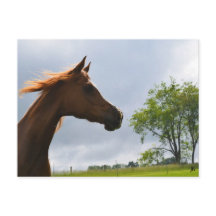 Postkarte "Arabian Breeze"