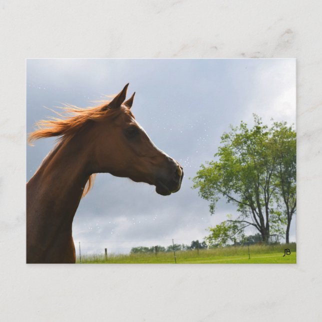 Postkarte "Arabian Breeze" (Vorderseite)