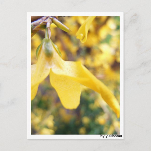 Postkarte - Belbe Blüte (Vorderseite)