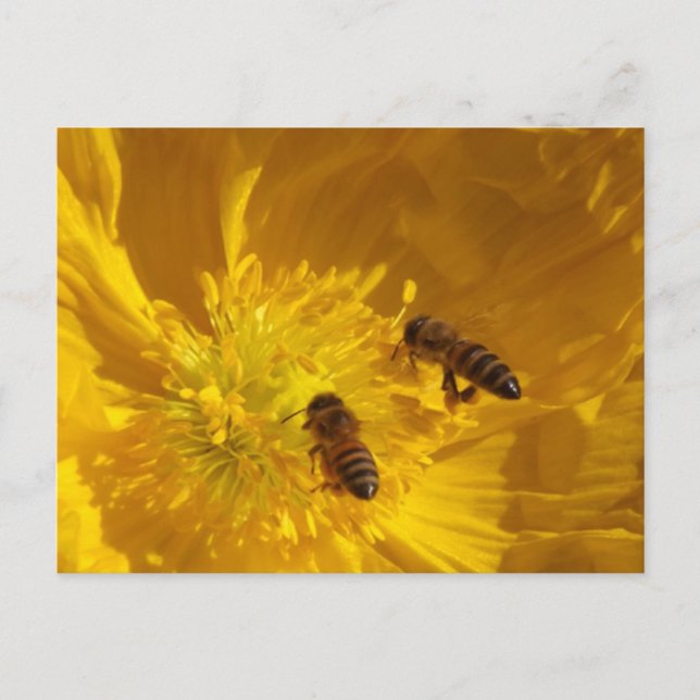 Postkarte Bienen (Vorderseite)