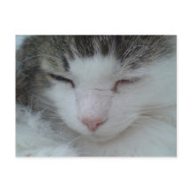 Postkarte - Bild 2 der Coon Cat Maine