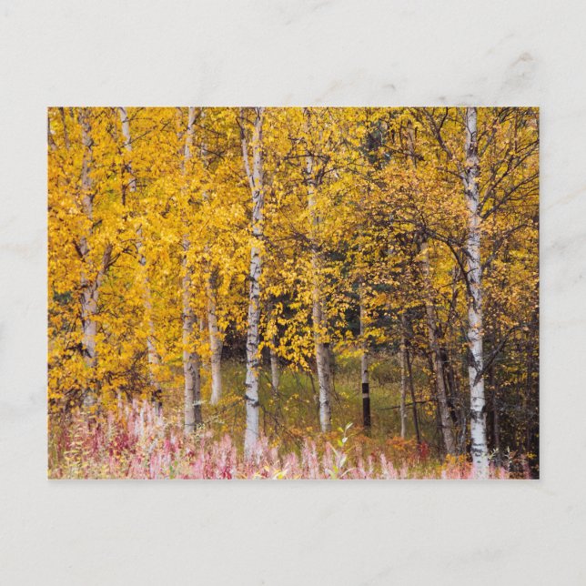 Postkarte, Birkenbäume im Herbst, Alaska Postkarte (Vorderseite)