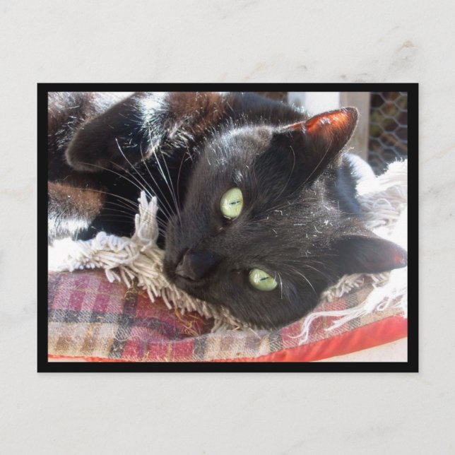 Postkarte "Black Cat" (Vorderseite)