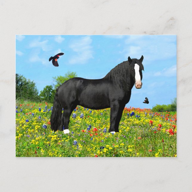 Postkarte "Blackbird" (Vorderseite)