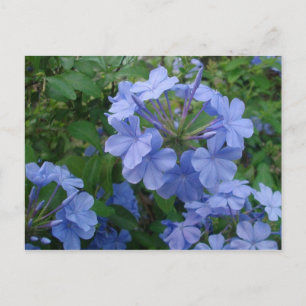 Postkarte - Blaue Blumen