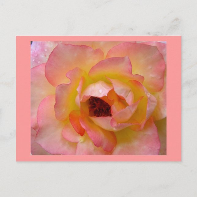 Postkarte-Blume-10 Postkarte (Vorderseite)