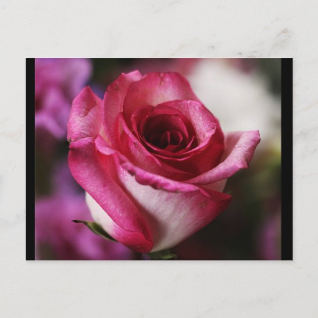 Postkarte-Blume-26 Postkarte (Vorderseite)