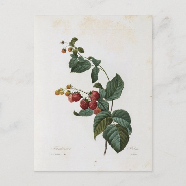 Postkarte Blumen 17 (Vorderseite)