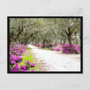 Postkarte - Bonaventure Azaleas