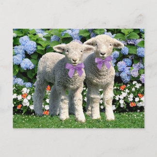 Postkarte "Bucky & Mick"