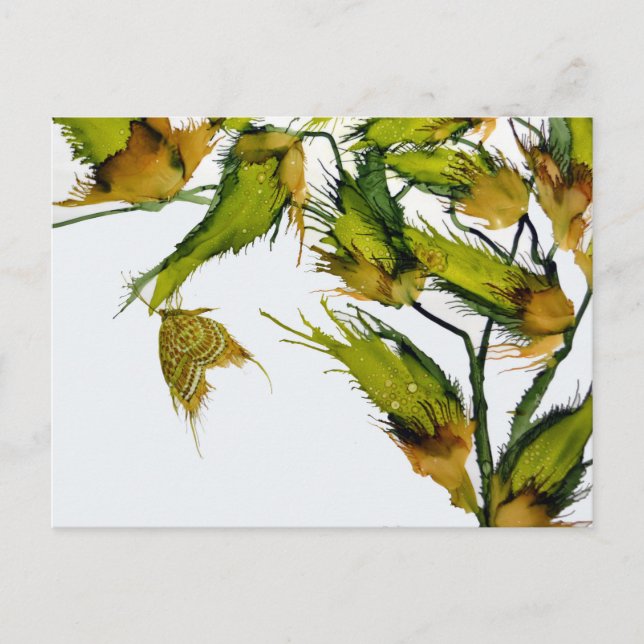 Postkarte "Butterfly on Milkweed" (Vorderseite)