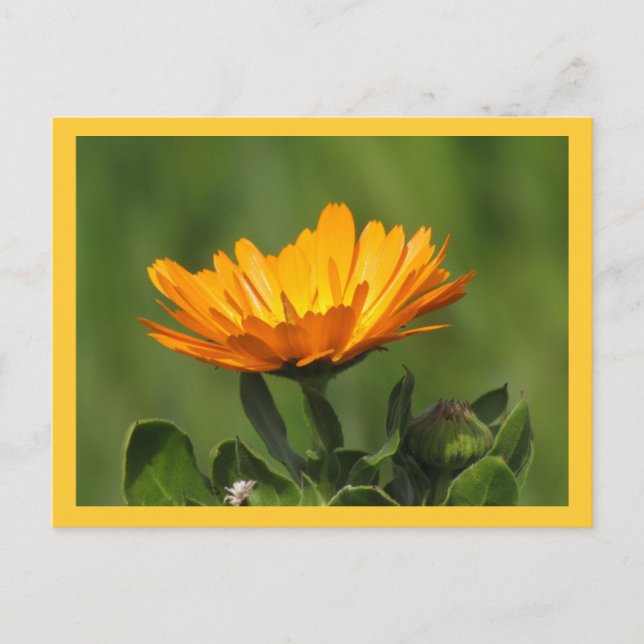 Postkarte - Calendula Bloom (Vorderseite)