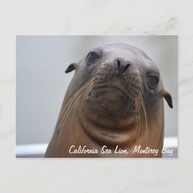 Postkarte California Sea Lion (Vorderseite)