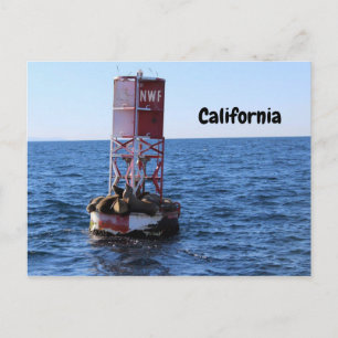 Postkarte California Sea Lion