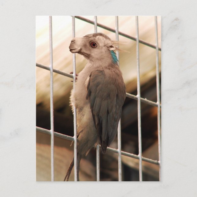 Postkarte Camkeet (Vorderseite)