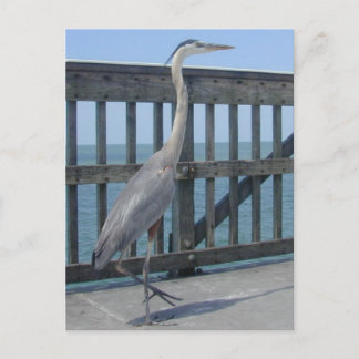 Postkarte Capal Coral Florida