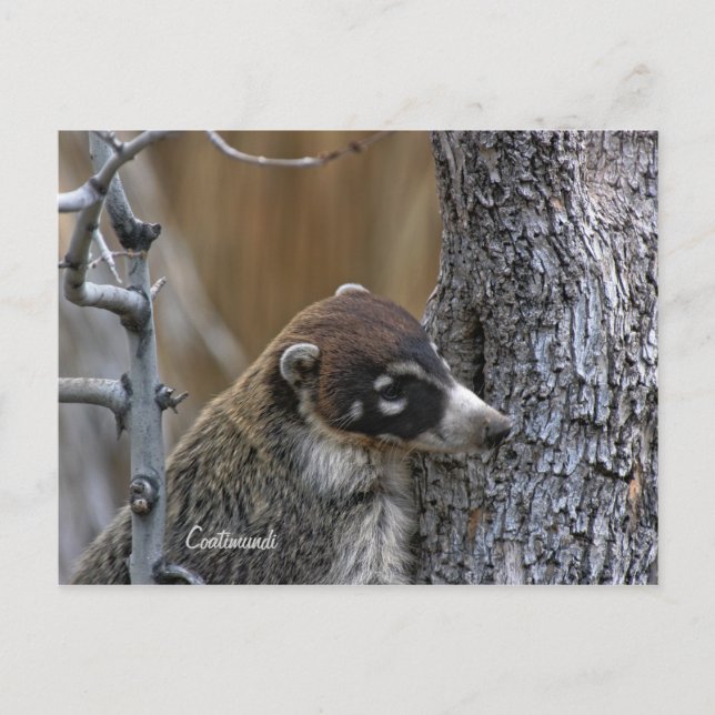 Postkarte: Coatimundi #2 Postkarte (Vorderseite)