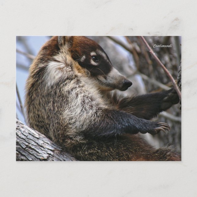 Postkarte: Coatimundi #3 Postkarte (Vorderseite)