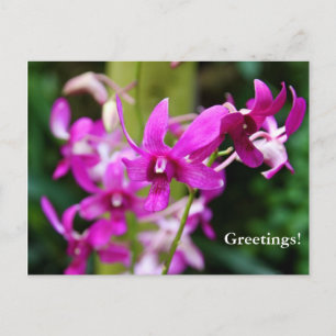 Postkarte - Cooktown Orchid