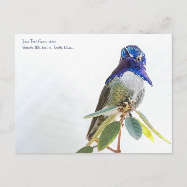 Postkarte: Costa's Hummingbird Postkarte (Vorderseite)