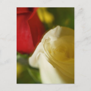 Postkarte "Crimson and Cream"