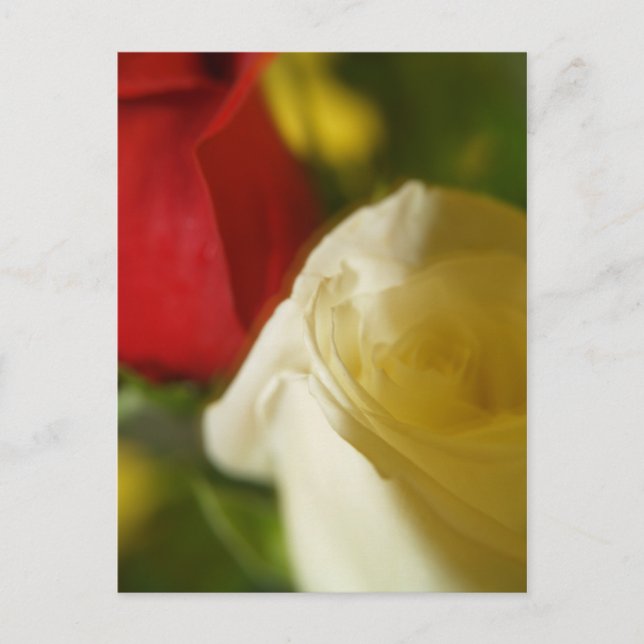 Postkarte "Crimson and Cream" (Vorderseite)