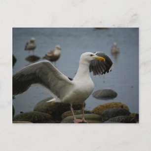 Postkarte darf nicht verzerrt werden