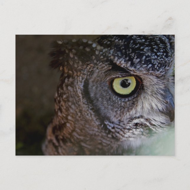 Postkarte der Eule (Vorderseite)