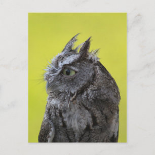Postkarte der Eule