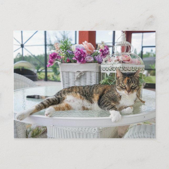 Postkarte der Frühjahrskatze (Vorderseite)
