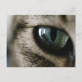 Postkarte der Katze