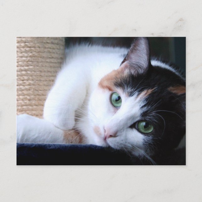 Postkarte der Katze mit kratzenden Post. (Vorderseite)