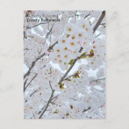 Postkarte der Kirschblüten im Trinity Bellwoods