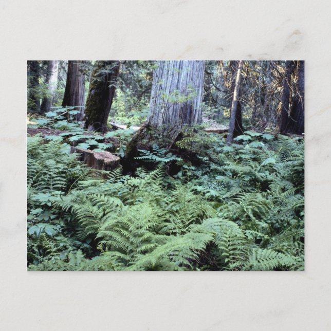 Postkarte der Nationalparks (Vorderseite)