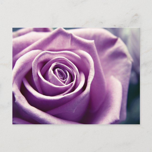 Postkarte der pastelierten Rose (gedämpfte lila) (Vorderseite)