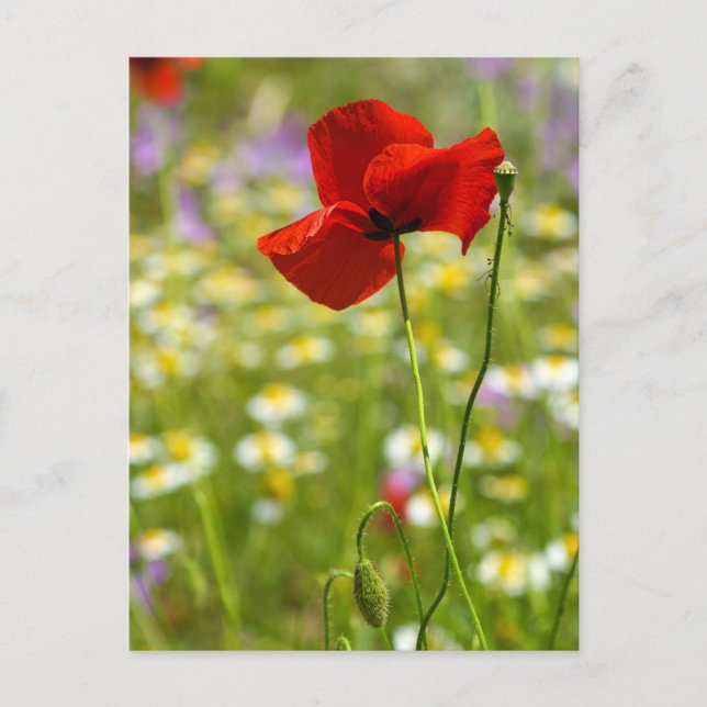Postkarte - Der Rote Mohn (Vorderseite)