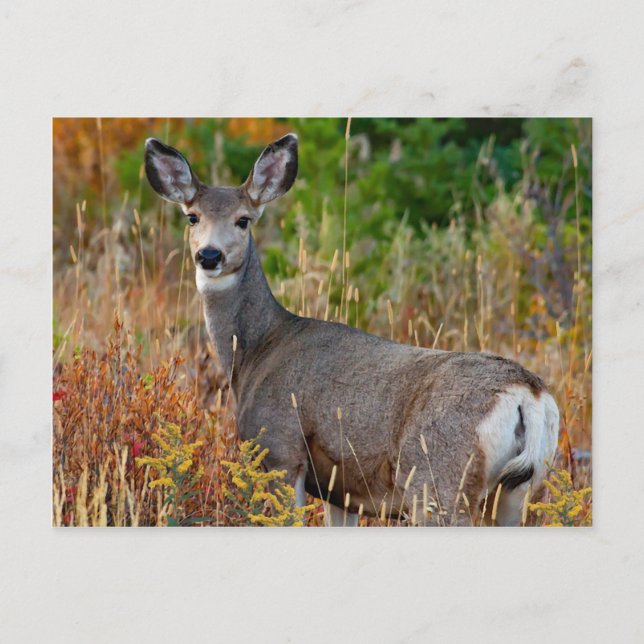 Postkarte "Der schöne Besucher" (Vorderseite)