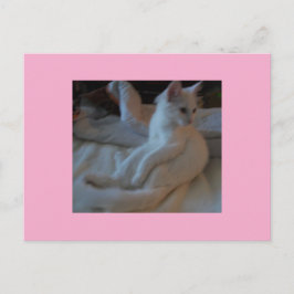 Postkarte der weißen Katze