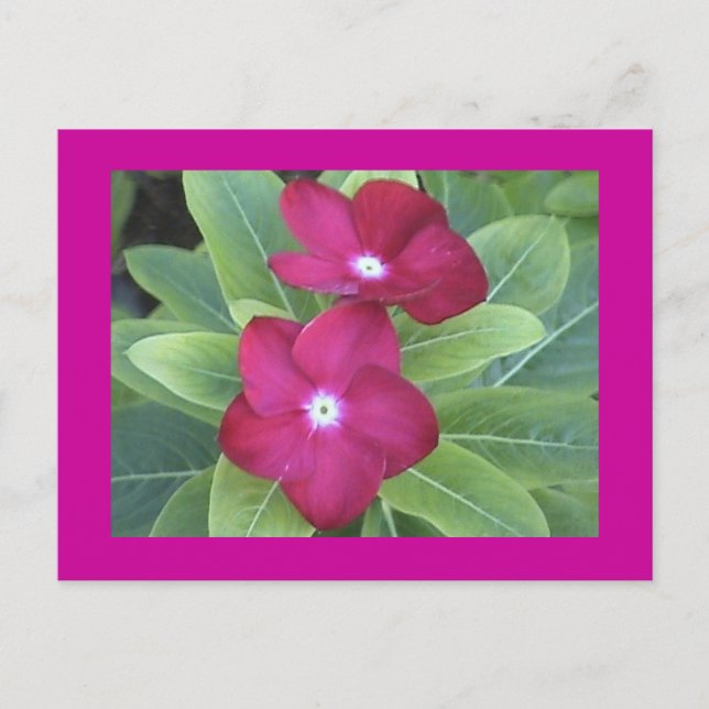 Postkarte der zweiten Blume (Vorderseite)